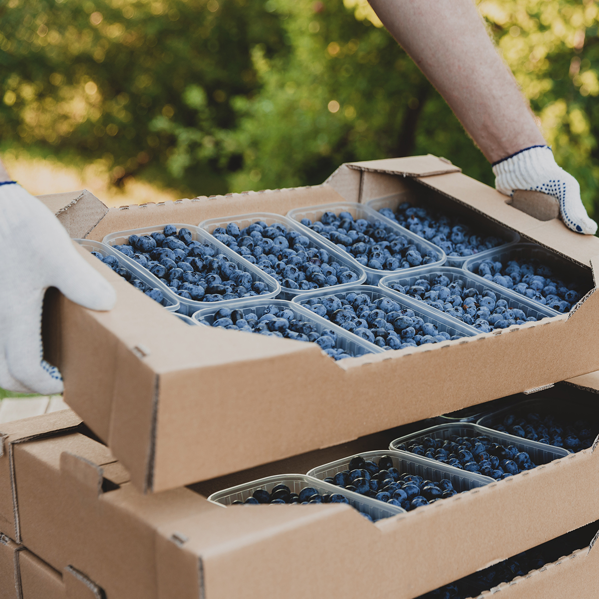 worker,at,farm,pack,blueberry,for,shipment.,packing,berry,for